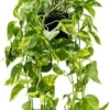Drakenklimop XXL (Epipremnum Pinnatum 'Aureum') D 24 H 50 Cm