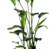 Paradijsvogelplant (Strelitzia Nicolai) D 27 H 180 Cm