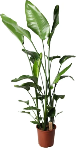 Paradijsvogelplant (Strelitzia Nicolai) D 27 H 180 Cm