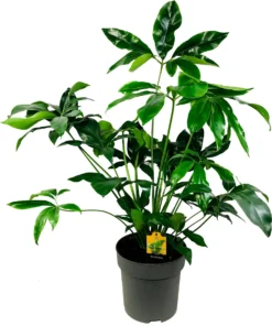 Philodendron (Philodendron 'Fun Bun') D 32 H 100 Cm