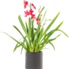 Cambria-orchidee Cascade (Cambria 'Nelly Isler') D 12 H 60 Cm
