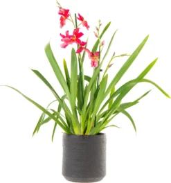 Cambria-orchidee Cascade (Cambria 'Nelly Isler') D 12 H 60 Cm