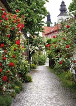 PB-Collection Schilderij Alley Roses Multi 70 X 130 X 2 Cm