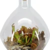 Intratuin Arrangement Trompetbekerplant (Sarracenia) In Terraruim D 26 H 35 Cm