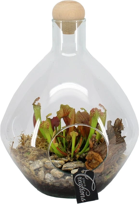 Intratuin Arrangement Trompetbekerplant (Sarracenia) In Terraruim D 26 H 35 Cm 1 Intratuin Arrangement Trompetbekerplant (Sarracenia) In Terraruim D 26 H 35 Cm
