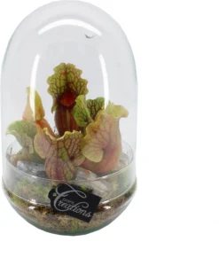 Intratuin Arrangement Trompetbekerplant (Sarracenia) In Terraruim D 17 H 30 Cm