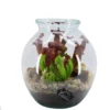 Intratuin Arrangement Trompetbekerplant (Sarracenia) In Glas D 29 H 32 Cm