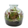 Intratuin Arrangement Trompetbekerplant (Sarracenia) In Glas D 34 H 35 Cm