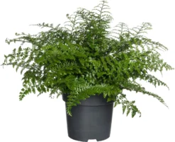 Moedervaren (Asplenium 'Parvati') D 24 H 50 Cm