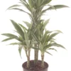 Drakenbloedboom (Dracaena Fragrans 'Warneckei') D 21 H 100 Cm