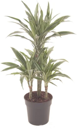 Drakenbloedboom (Dracaena Fragrans 'Warneckei') D 21 H 100 Cm