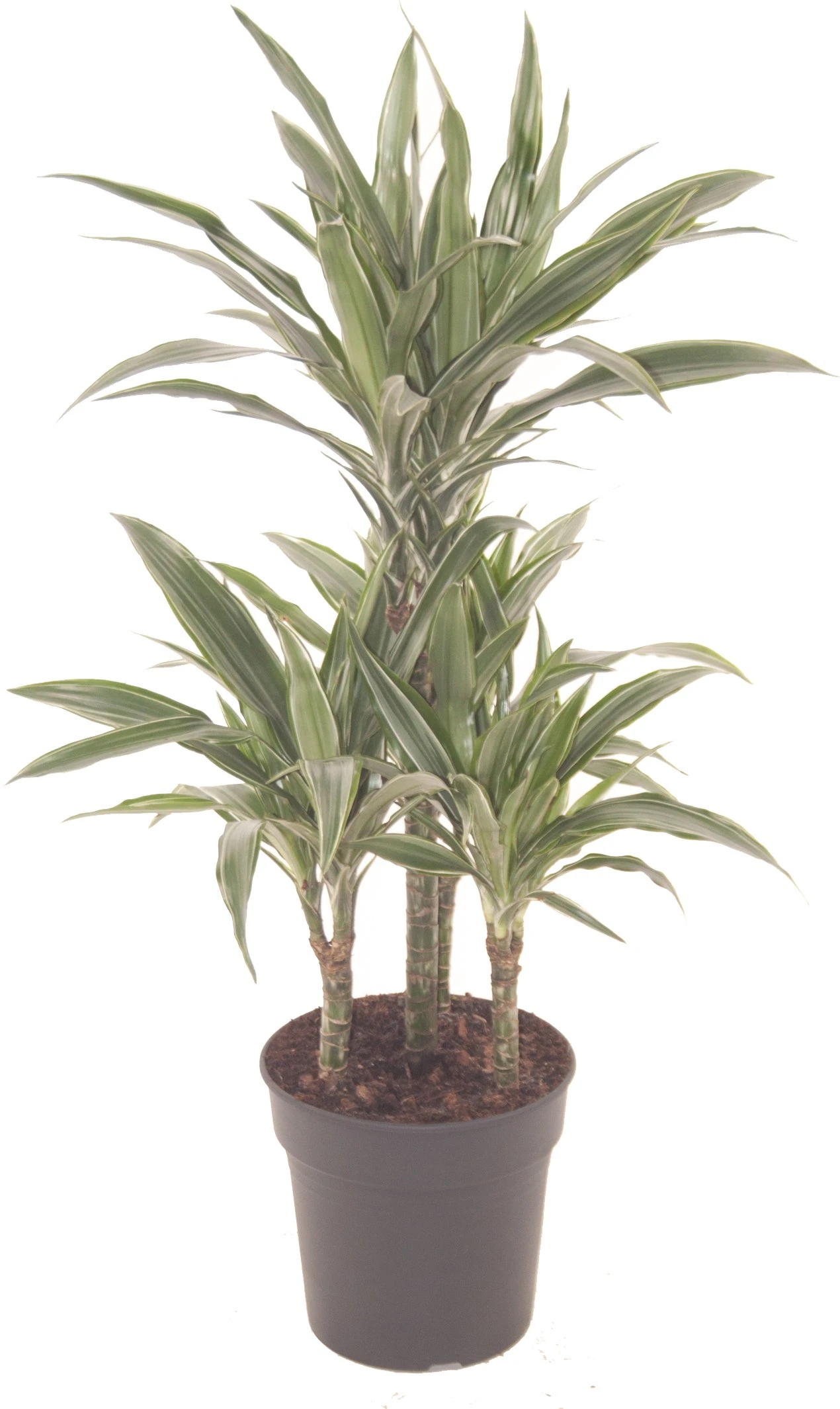 Drakenbloedboom (Dracaena Fragrans 'Warneckei') D 21 H 100 Cm 1 Drakenbloedboom (Dracaena Fragrans 'Warneckei') D 21 H 100 Cm