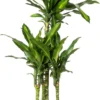 Drakenbloedboom (Dracaena Fragrans (D) 'Cintho') D 21 H 80 Cm