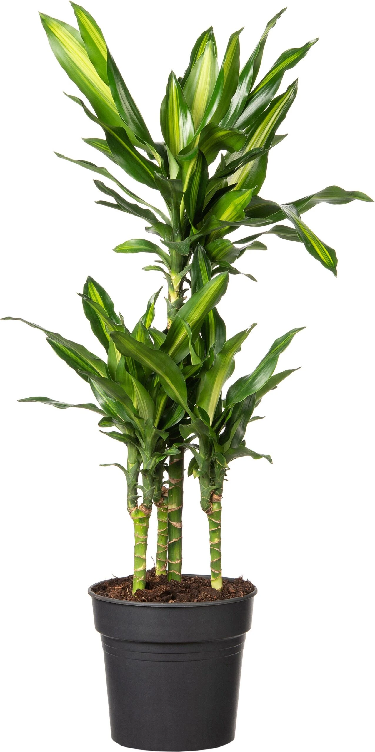 Drakenbloedboom (Dracaena Fragrans (D) 'Cintho') D 21 H 80 Cm 1 Drakenbloedboom (Dracaena Fragrans (D) 'Cintho') D 21 H 80 Cm
