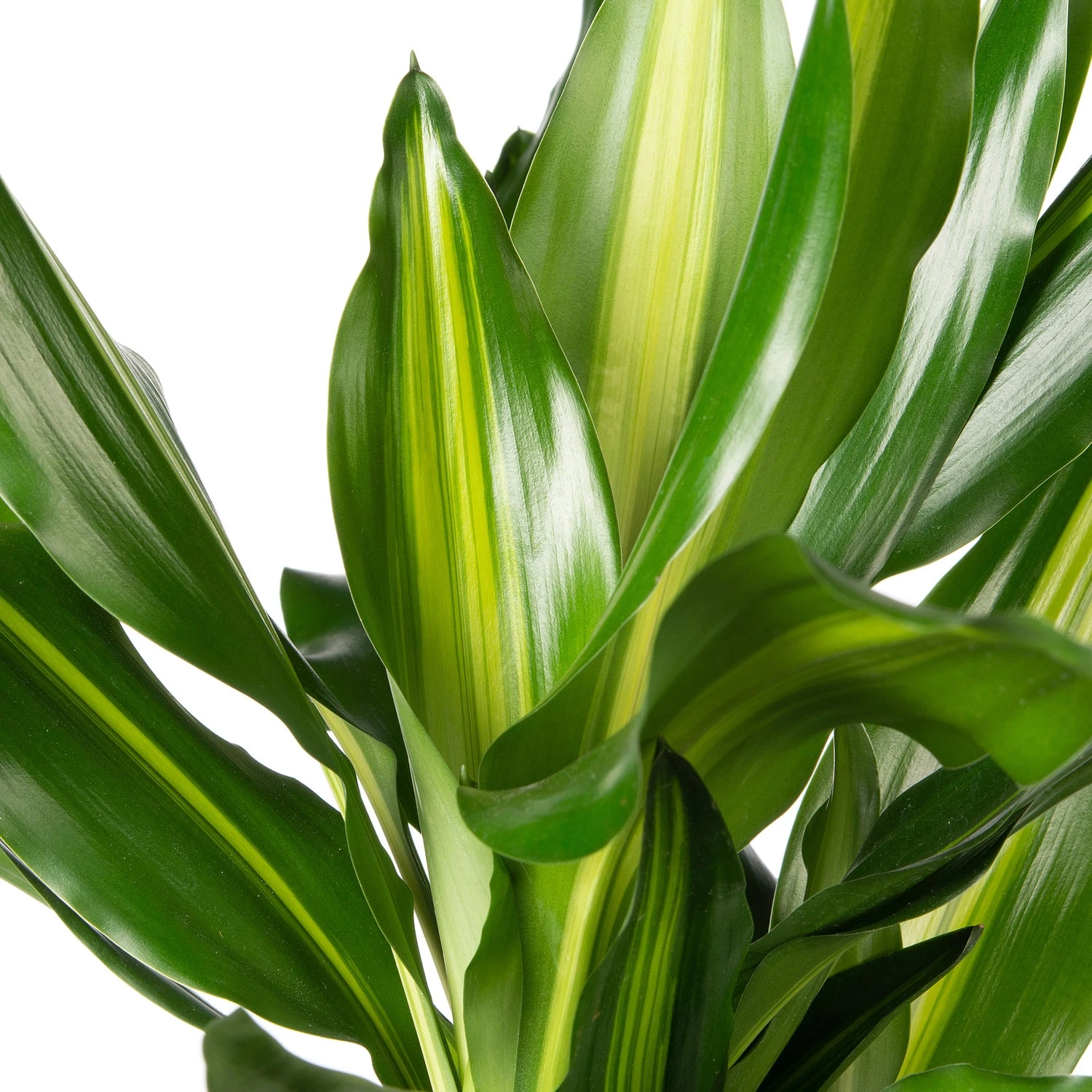 Drakenbloedboom (Dracaena Fragrans (D) 'Cintho') D 21 H 80 Cm 2 Drakenbloedboom (Dracaena Fragrans (D) 'Cintho') D 21 H 80 Cm - Afbeelding 2