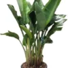 Paradijsvogelplant (Strelitzia Nicolai) D 55 H 175 Cm