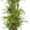 Drakenbloedboom (Dracaena Fragrans 'Lemon Lime' ) D 27 H 150 Cm