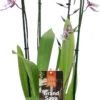 Cambria-orchidee (Cambria) D 17 H 75 Cm