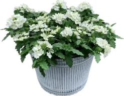 Intratuin Arrangement Zomerbloeiers In Schaal D 28 H 40 Cm