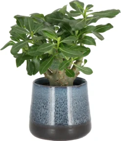 Woestijnroos (Adenium 'Ansu Baobab') D 12 H 15 Cm