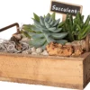 Intratuin Arrangement Succulent Op Houten Dienblad D 26 H 14 Cm