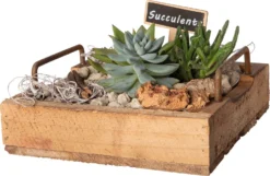 Intratuin Arrangement Succulent Op Houten Dienblad D 26 H 14 Cm