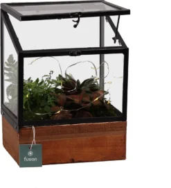 Intratuin Arrangement Kamerplant In Greenhouse Met LED D 19 H 28 Cm