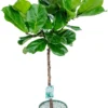 Vioolbladplant Op Stam (Ficus Lyrata) D 27 H 130 Cm