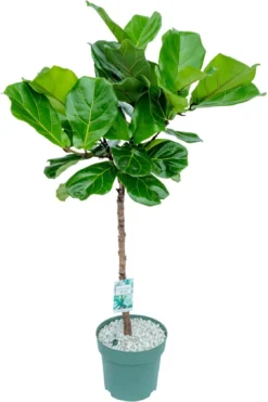 Vioolbladplant Op Stam (Ficus Lyrata) D 27 H 130 Cm