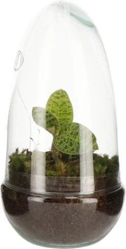 Intratuin Arrangement Glazen Stolp Met Juweelorchidee D 14 H 10 Cm