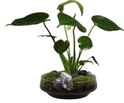 Intratuin Arrangement Glazen Schaal Met Monstera D 24 H 44 Cm