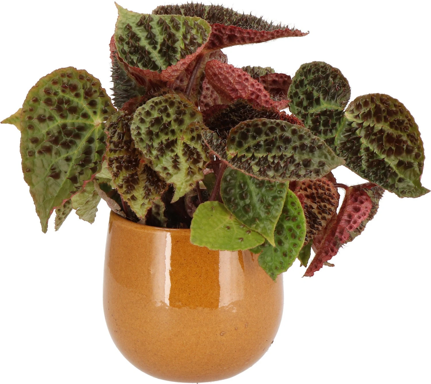 Stekel Bladbegonia (Begonia 'Ferox') D 13 H 40 Cm 1 Stekel Bladbegonia (Begonia 'Ferox') D 13 H 40 Cm