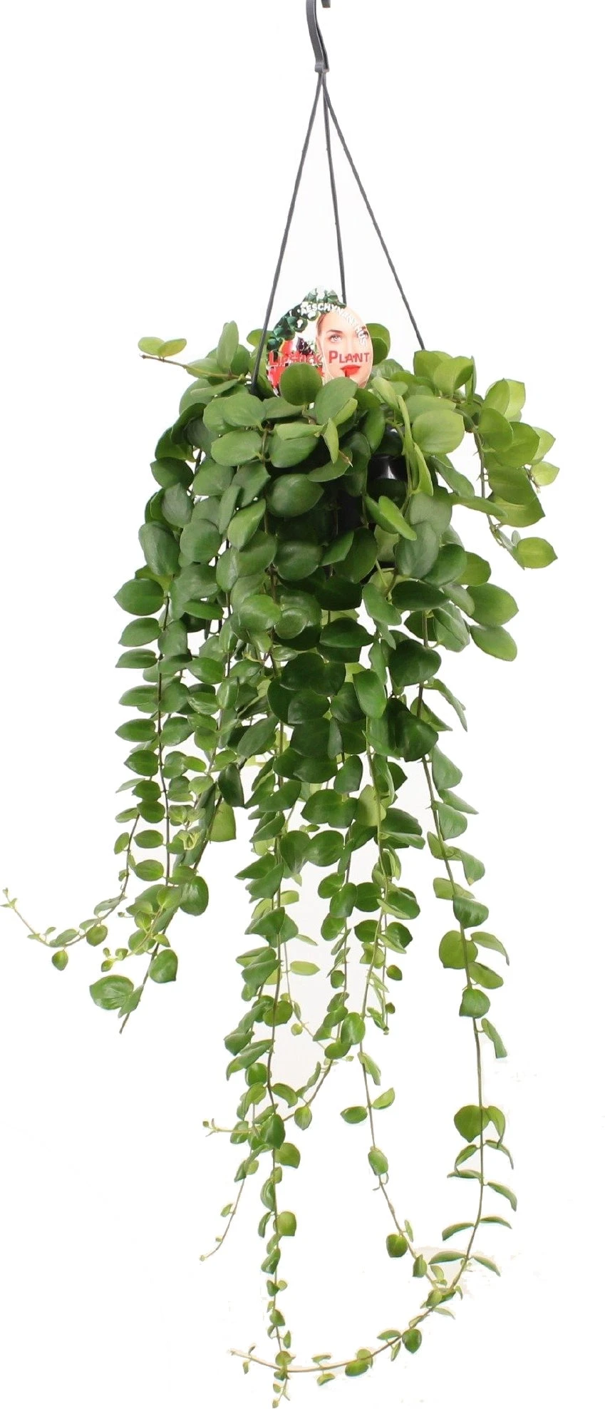 Lipstickplant (Aeschynanthus 'Pink Polka') D 15 H 55 Cm 1 Lipstickplant (Aeschynanthus 'Pink Polka') D 15 H 55 Cm