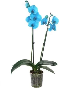 Vlinderorchidee (Phalaenopsis 'Royal Blue') D 12 H 55 Cm