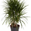 Drakenbloedboom (Dracaena Marginata) D 24 H 100 Cm