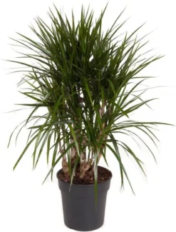 Drakenbloedboom (Dracaena Marginata) D 24 H 100 Cm