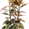 Rubberboom Op Stam (Ficus Elastica 'Belize') D 30 H 110 Cm