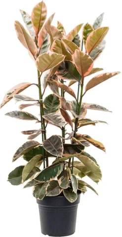 Rubberboom Op Stam (Ficus Elastica 'Belize') D 30 H 110 Cm