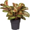 Aglaonema (Aglaonema 'Painted Celebration') D 19 H 45 Cm