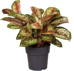 Aglaonema (Aglaonema 'Painted Celebration') D 19 H 45 Cm