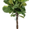 Vioolbladplant Op Gevlochten Stam (Ficus Lyrata) D 27 H 140 Cm