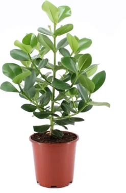 Clusia (Clusia Rosea 'Princess') D 24 H 85 Cm