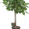 Banyanvijg Op Stam (Ficus Benghalensis 'Audrey') D 32 H 140 Cm