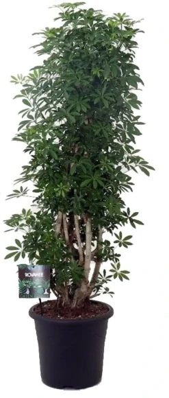 Vingersboom Zuilvorm (Schefflera Arboricola 'Luseana') D 32 H 130 Cm