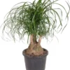 Olifantenpoot (Beaucarnea Recurvata) D 32 H 90 Cm