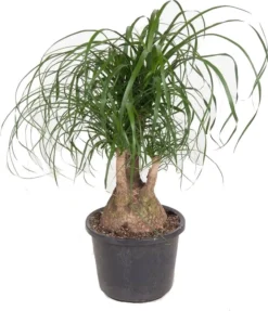 Olifantenpoot (Beaucarnea Recurvata) D 32 H 90 Cm