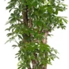 Vingersboom (Schefflera Arboricola 'Luseana') D 27 H 100 Cm