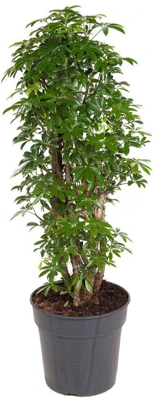 Vingersboom (Schefflera Arboricola 'Luseana') D 27 H 100 Cm 1 Vingersboom (Schefflera Arboricola 'Luseana') D 27 H 100 Cm
