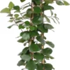 Vijgenboom (Ficus natalensis 'Trinova') D 27 H 150 Cm