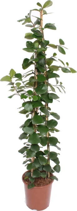 Vijgenboom (Ficus natalensis 'Trinova') D 27 H 150 Cm